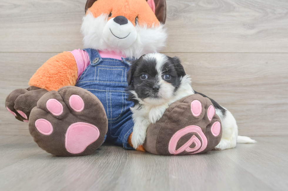5 week old Teddy Bear Puppy For Sale - Premier Pups