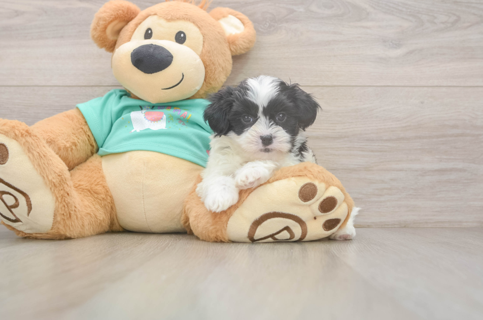 6 week old Teddy Bear Puppy For Sale - Premier Pups