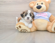 5 week old Teddy Bear Puppy For Sale - Premier Pups