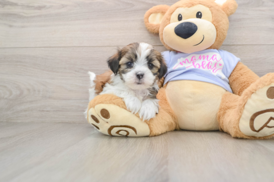Teddy Bear Pup Being Cute