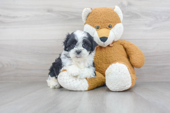 Playful Shichon Designer Puppy