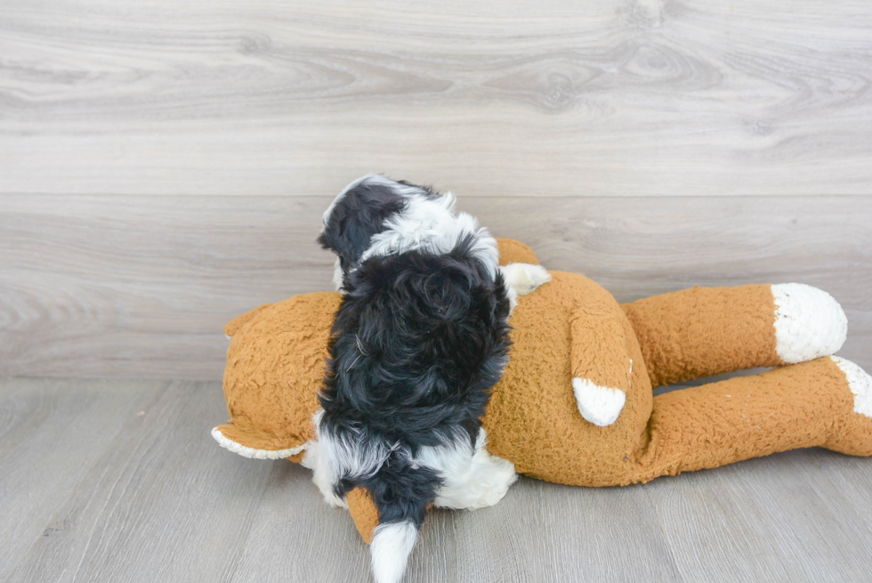 Friendly Teddy Bear Baby