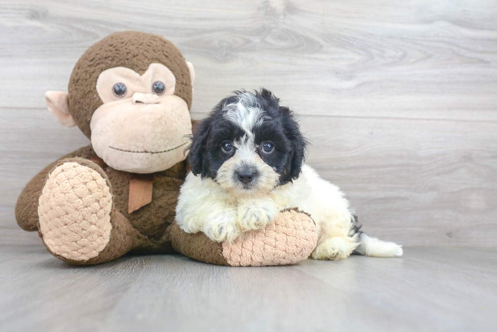 Teddy Bear Pup Being Cute