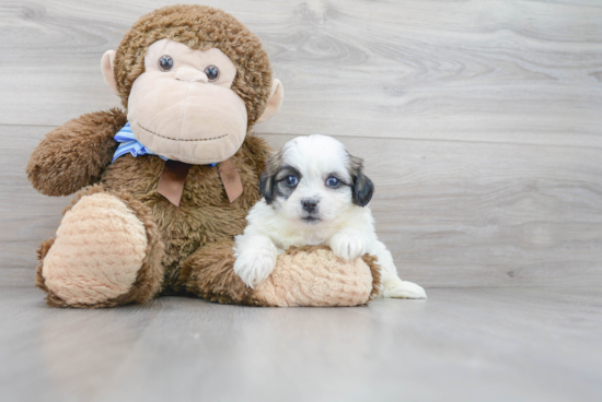 Fluffy Teddy Bear Designer Pup