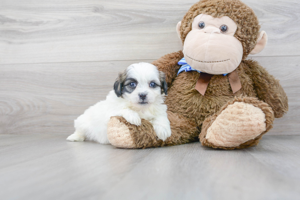 Happy Teddy Bear Baby