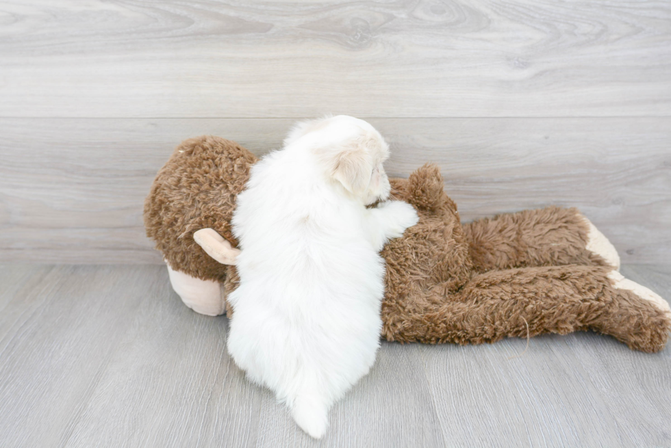 Smart Teddy Bear Designer Pup