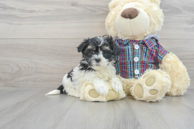 Teddy Bear Puppy for Adoption