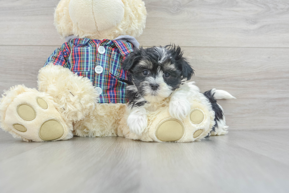 Teddy Bear Puppy for Adoption