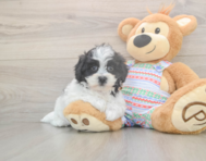 6 week old Teddy Bear Puppy For Sale - Premier Pups