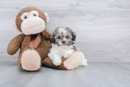 Funny Teddy Bear Designer Pup