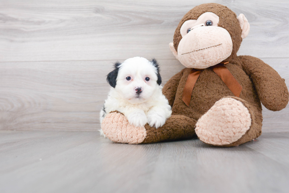 Happy Teddy Bear Baby