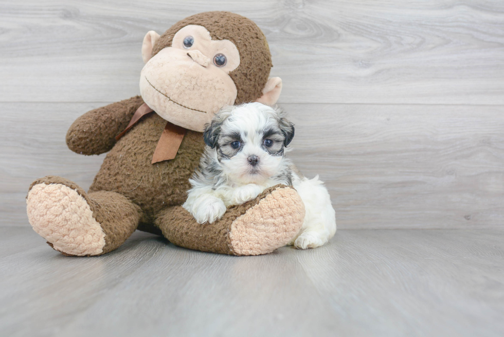 Teddy Bear Pup Being Cute