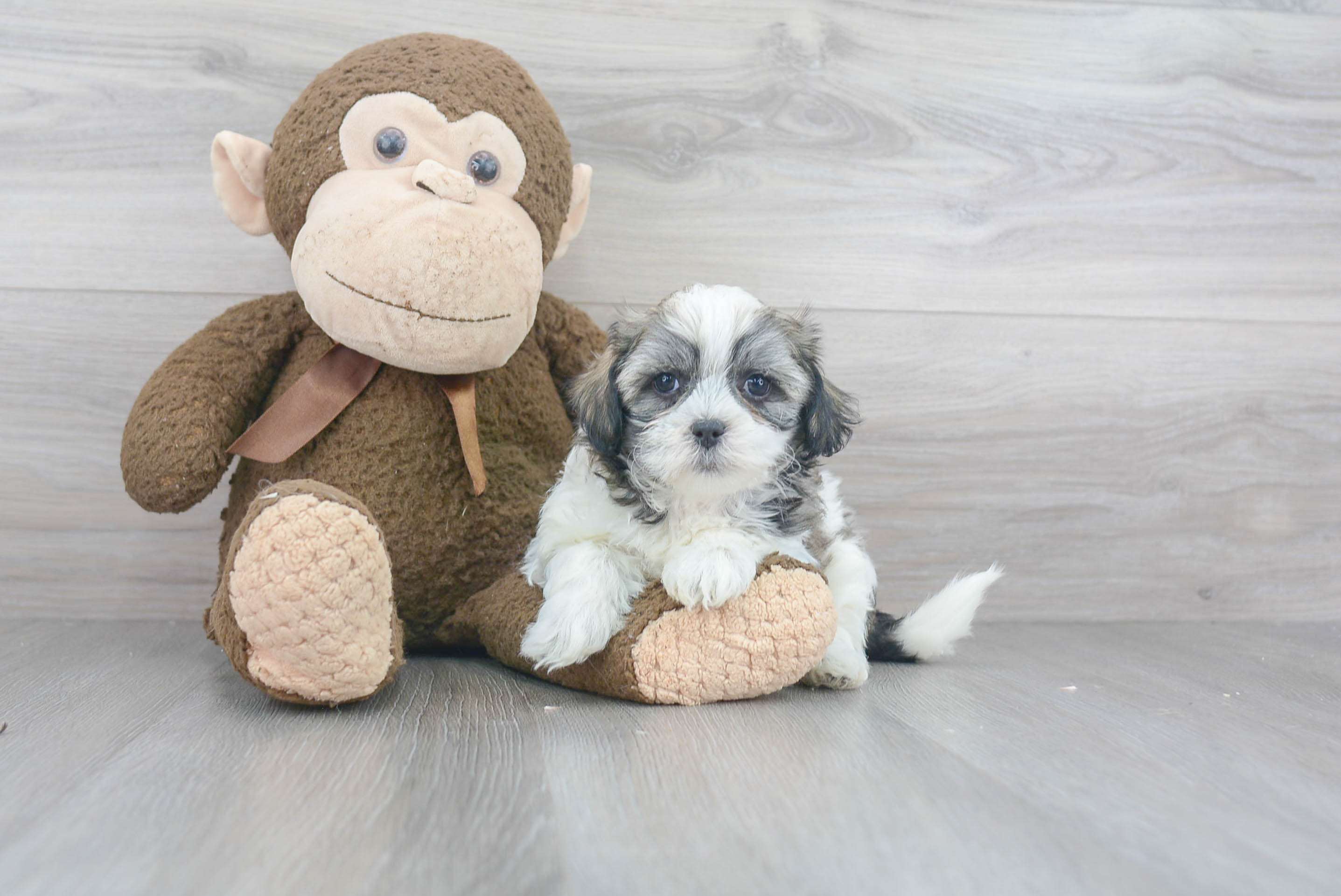 Best Teddy Bear Baby