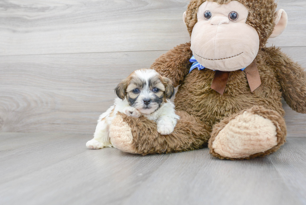 Playful Shichon Designer Puppy