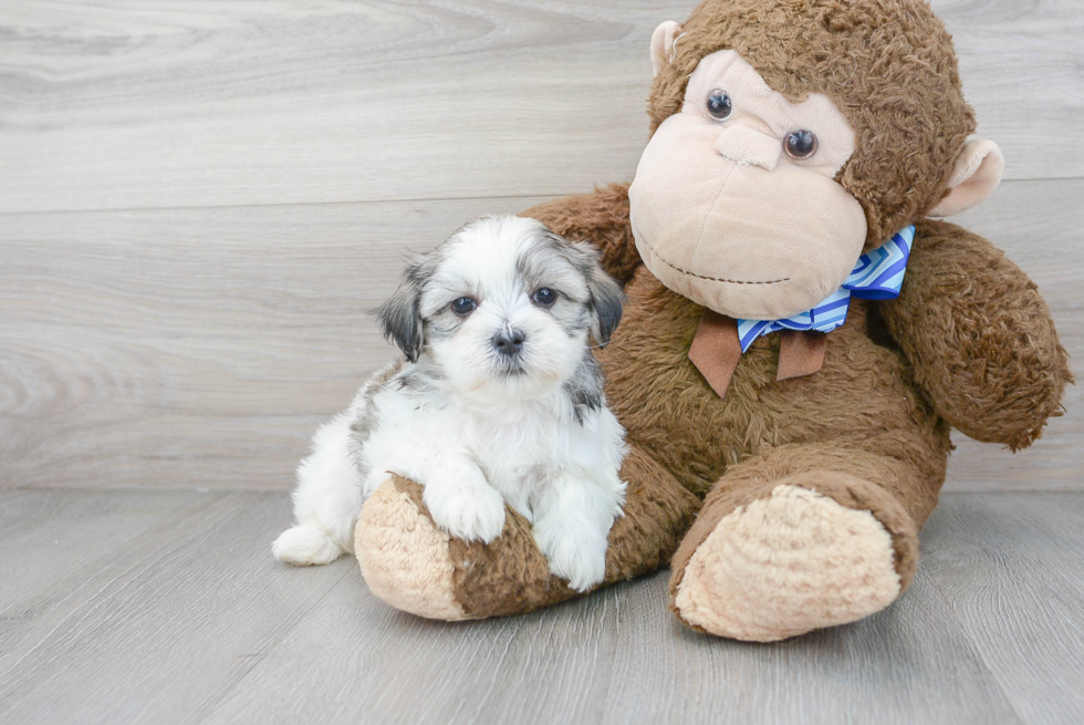 Teddy Bear Pup Being Cute