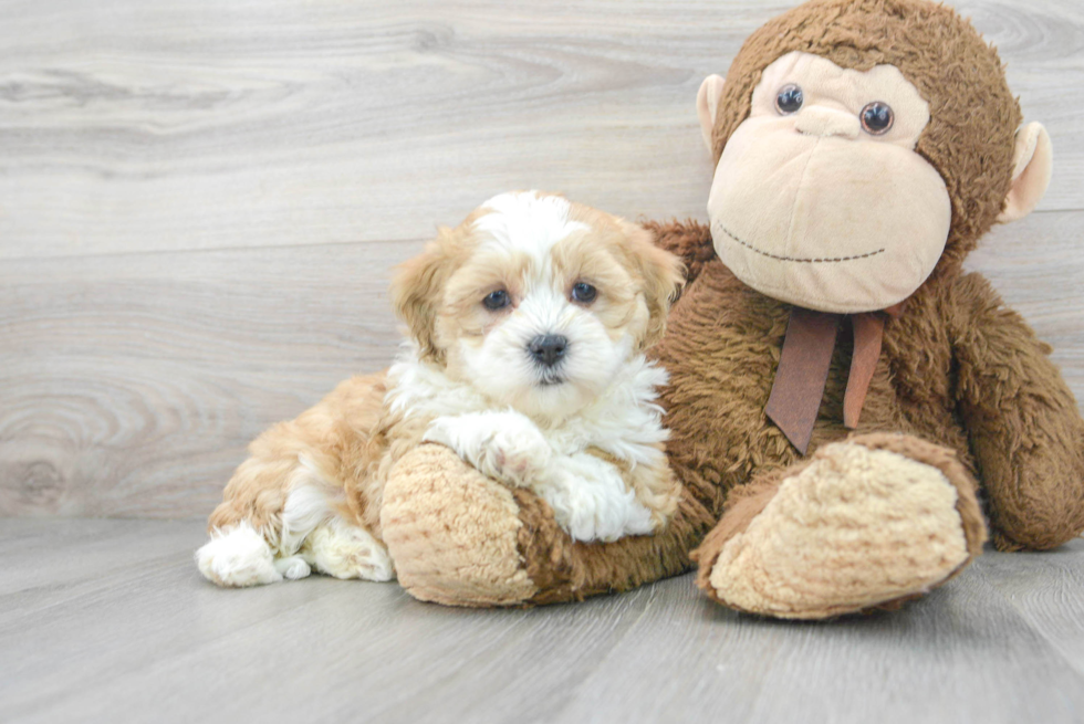 Popular Teddy Bear Designer Pup