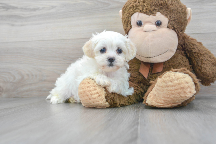 Teddy Bear Pup Being Cute