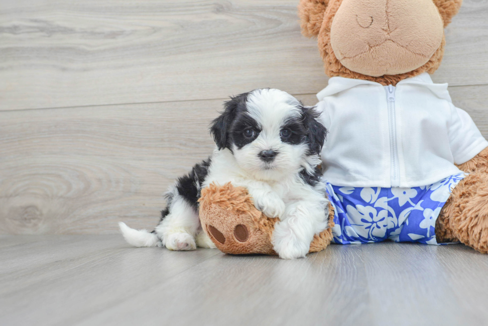 Best Teddy Bear Baby