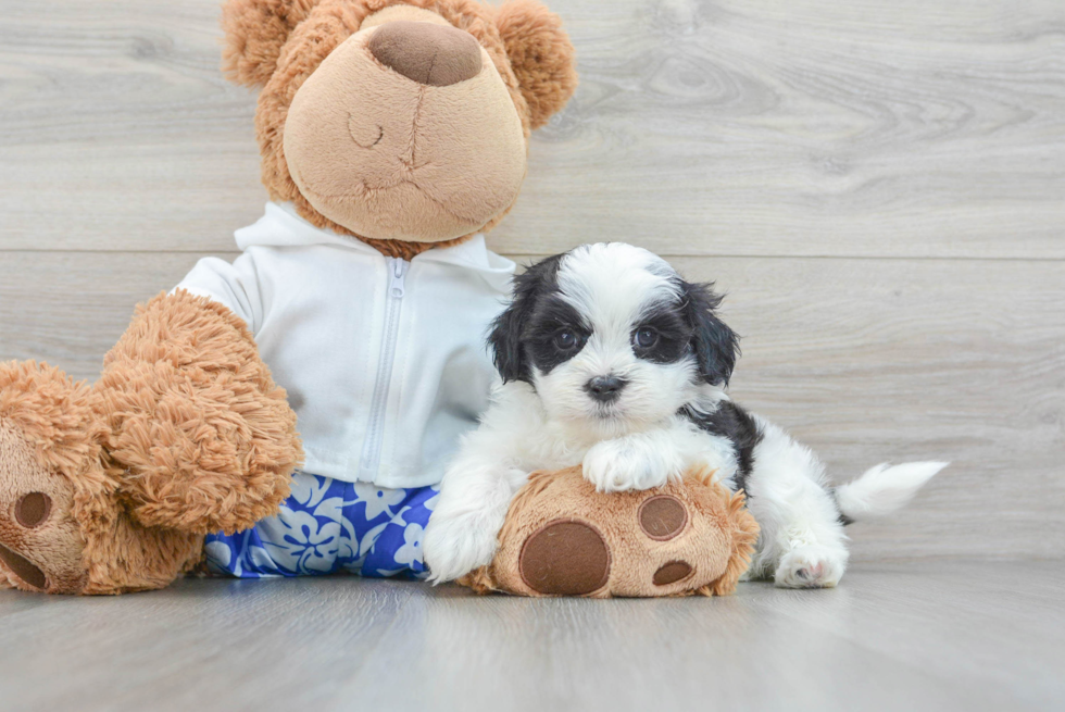 Best Teddy Bear Baby