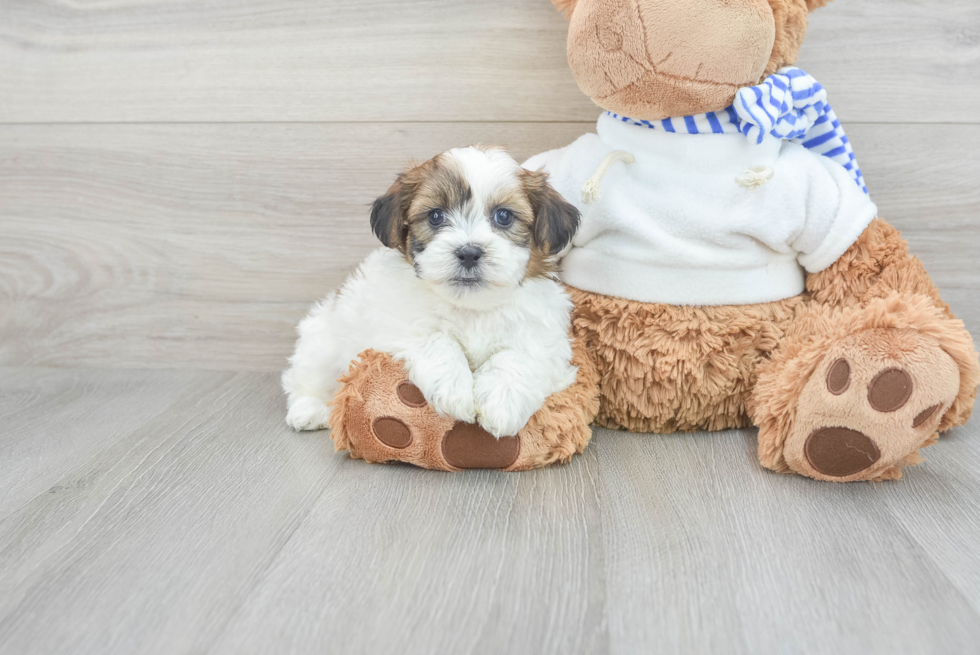 Teddy Bear Pup Being Cute