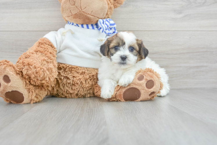 Fluffy Teddy Bear Designer Pup