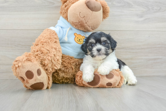 Petite Teddy Bear Designer Pup