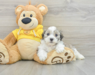 8 week old Teddy Bear Puppy For Sale - Premier Pups