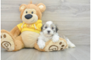 Hypoallergenic Shi Chon Designer Puppy