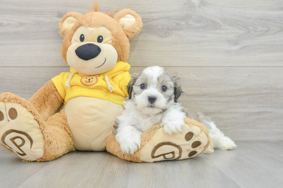 8 week old Teddy Bear Puppy For Sale - Premier Pups