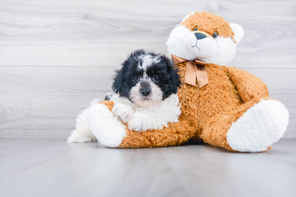 Funny Teddy Bear Designer Pup