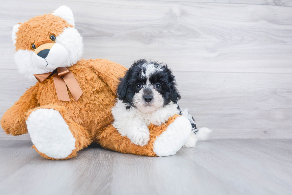 Popular Teddy Bear Designer Pup