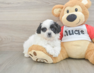 8 week old Teddy Bear Puppy For Sale - Premier Pups