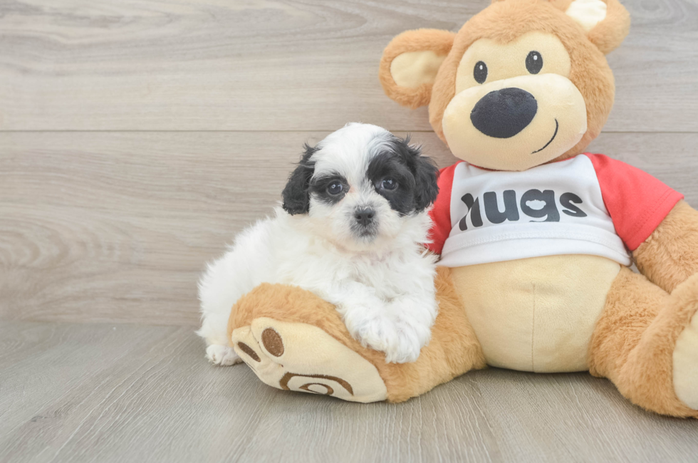 6 week old Teddy Bear Puppy For Sale - Premier Pups