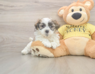 6 week old Teddy Bear Puppy For Sale - Premier Pups
