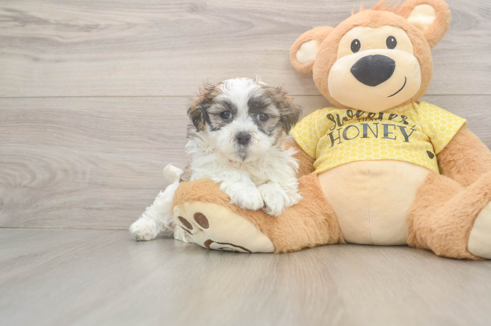 6 week old Teddy Bear Puppy For Sale - Premier Pups