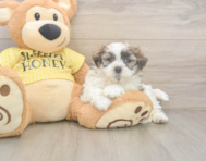 8 week old Teddy Bear Puppy For Sale - Premier Pups