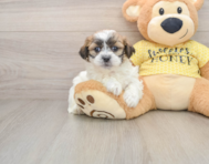 6 week old Teddy Bear Puppy For Sale - Premier Pups