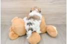 Teddy Bear Puppy for Adoption
