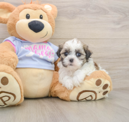 5 week old Teddy Bear Puppy For Sale - Premier Pups