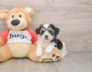 8 week old Teddy Bear Puppy For Sale - Premier Pups