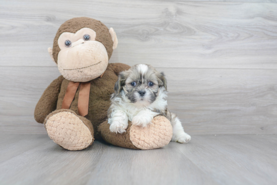 Popular Teddy Bear Designer Pup