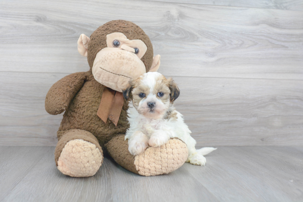 Teddy Bear Pup Being Cute