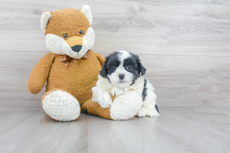 Friendly Teddy Bear Baby