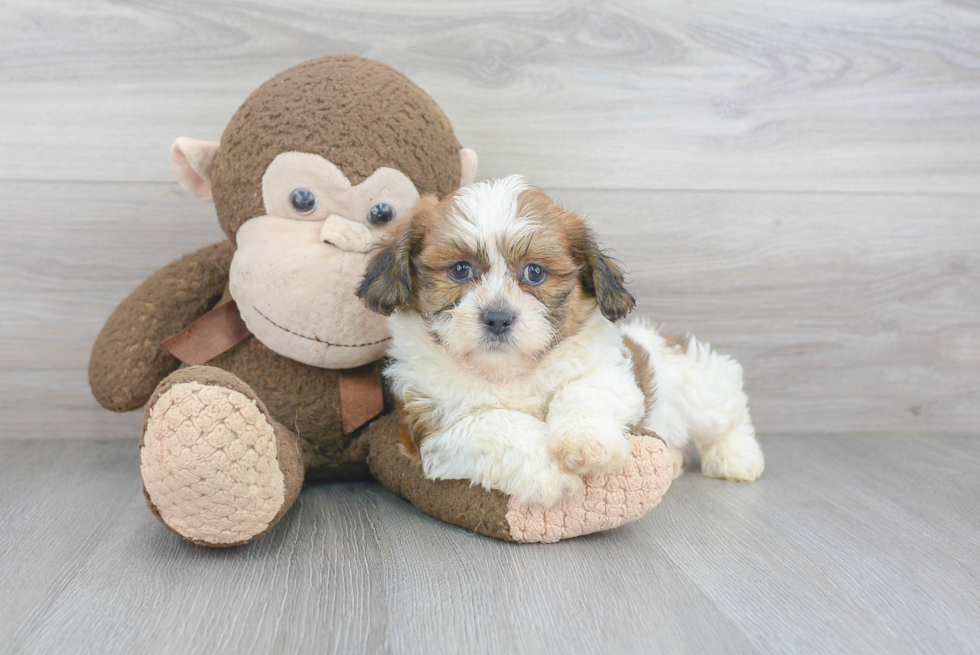 Teddy Bear Pup Being Cute