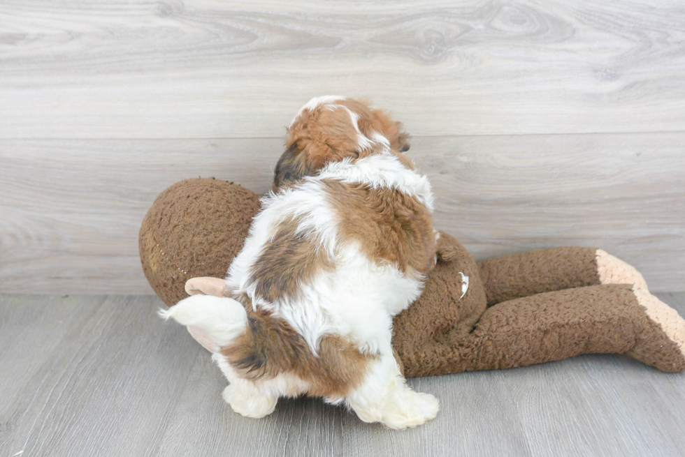 Teddy Bear Pup Being Cute