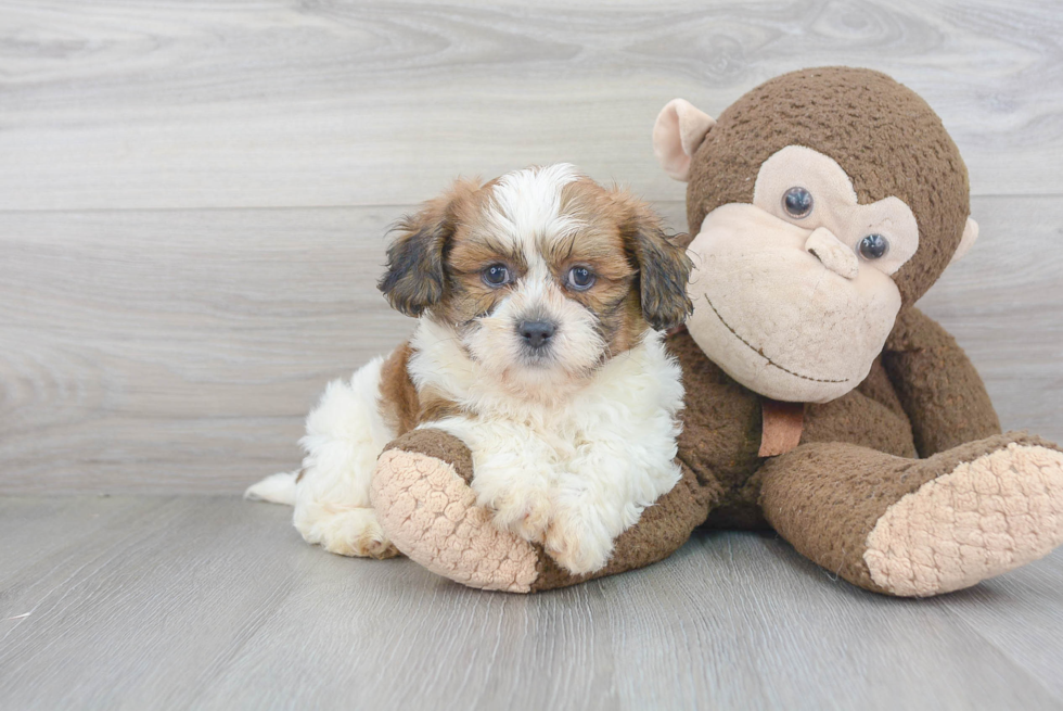 Energetic Shichon Designer Puppy