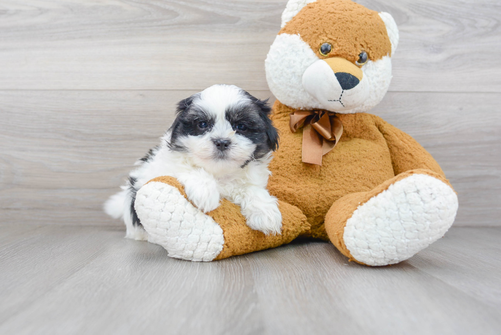 Best Teddy Bear Baby