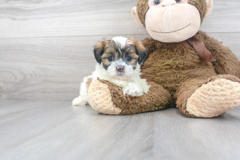 Teddy Bear Puppy for Adoption