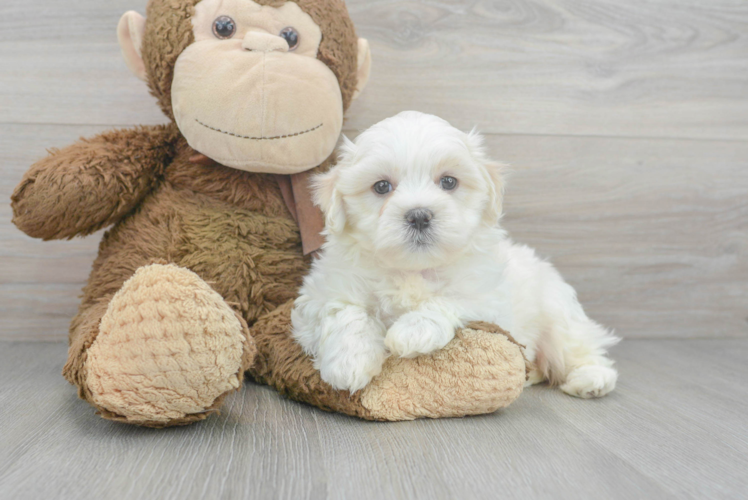 Teddy Bear Pup Being Cute