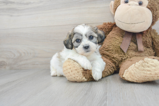 Teddy Bear Puppy for Adoption